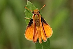 Southern Skipperling Butterfly